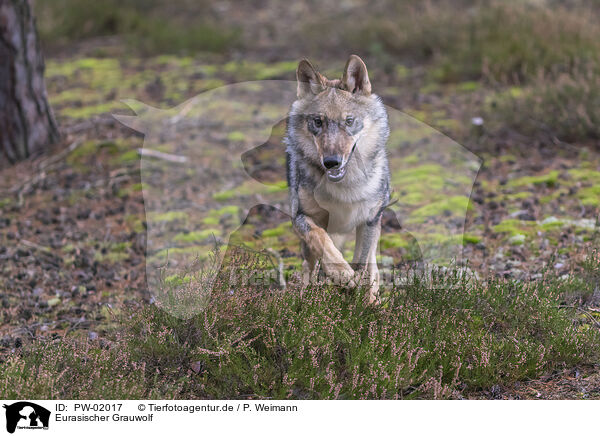 Eurasischer Grauwolf / PW-02017