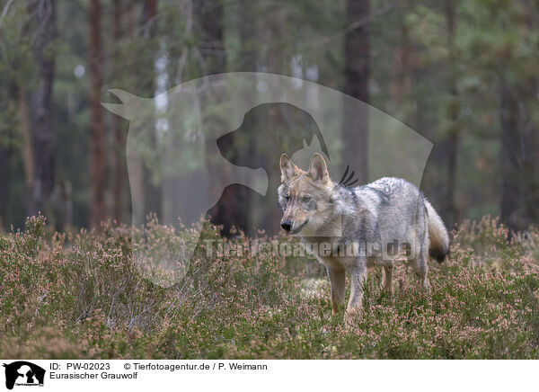 Eurasischer Grauwolf / PW-02023