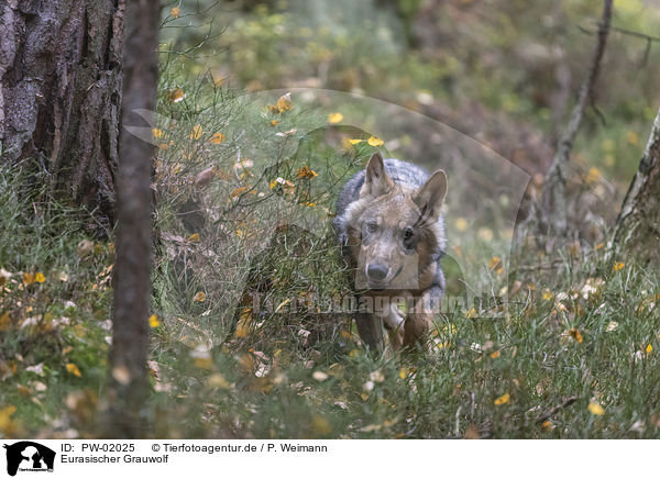 Eurasischer Grauwolf / PW-02025