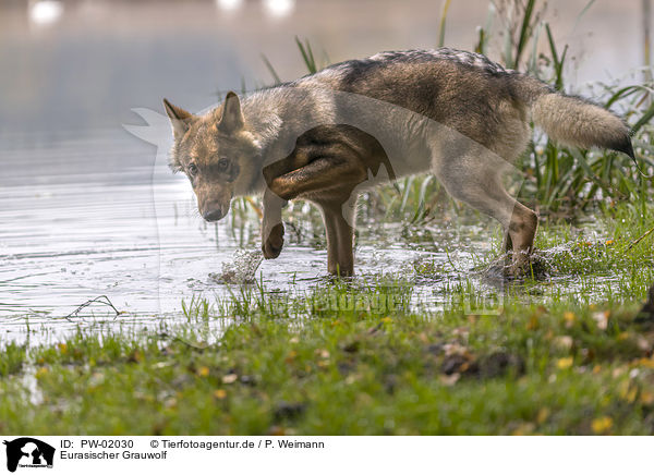 Eurasischer Grauwolf / PW-02030