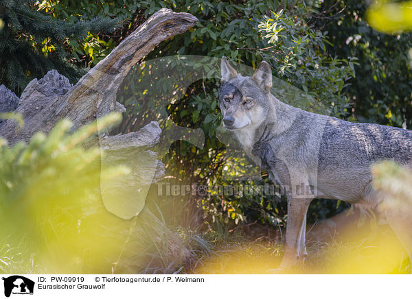 Eurasischer Grauwolf / eurasian greywolf / PW-09919