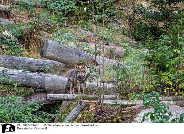 Eurasischer Grauwolf / MBS-23460
