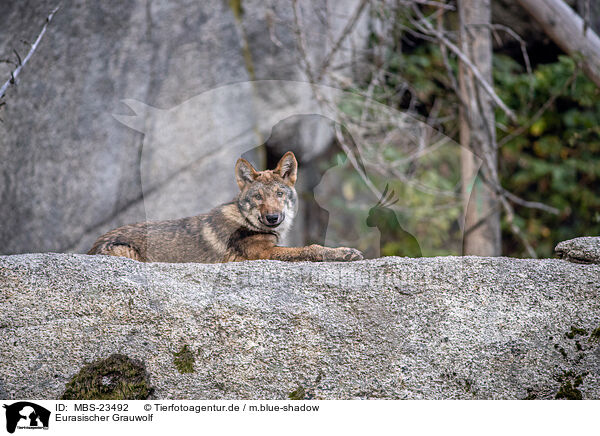 Eurasischer Grauwolf / MBS-23492