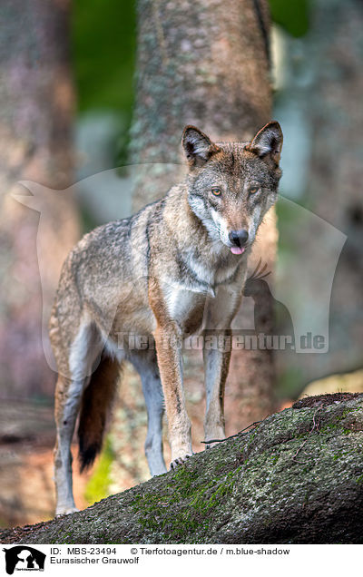 Eurasischer Grauwolf / MBS-23494