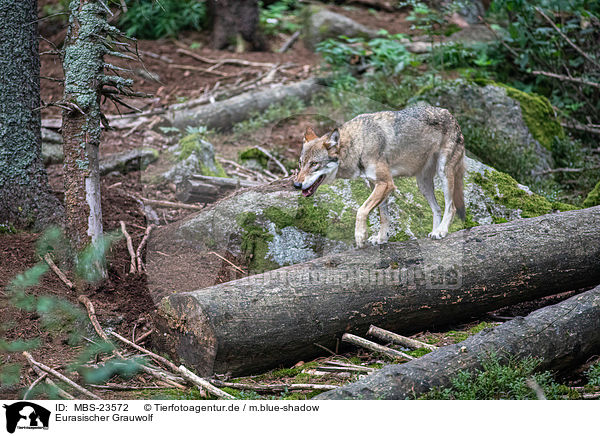 Eurasischer Grauwolf / MBS-23572