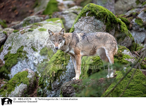 Eurasischer Grauwolf / MBS-23578