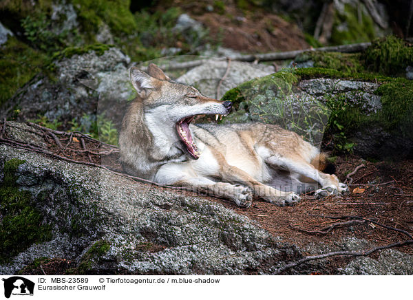 Eurasischer Grauwolf / MBS-23589