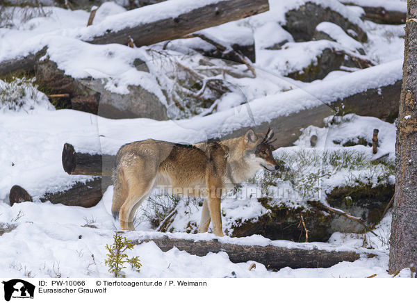 Eurasischer Grauwolf / PW-10066