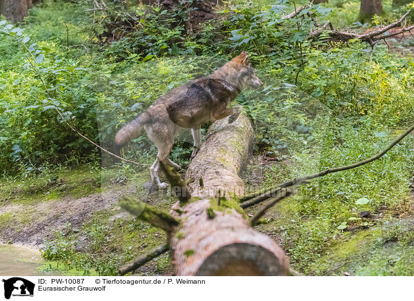 Eurasischer Grauwolf / PW-10087
