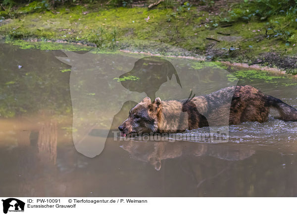 Eurasischer Grauwolf / PW-10091