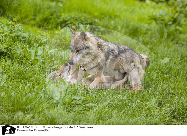 Eurasische Grauwlfe / eurasian greywolves / PW-10636