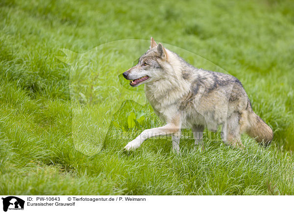 Eurasischer Grauwolf / PW-10643
