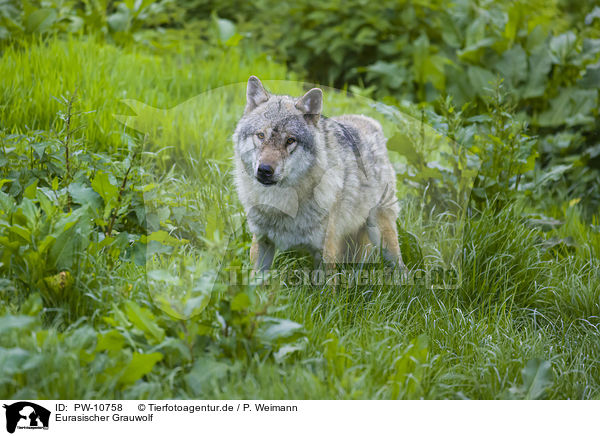 Eurasischer Grauwolf / PW-10758