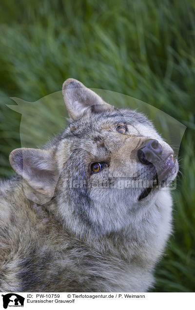 Eurasischer Grauwolf / PW-10759