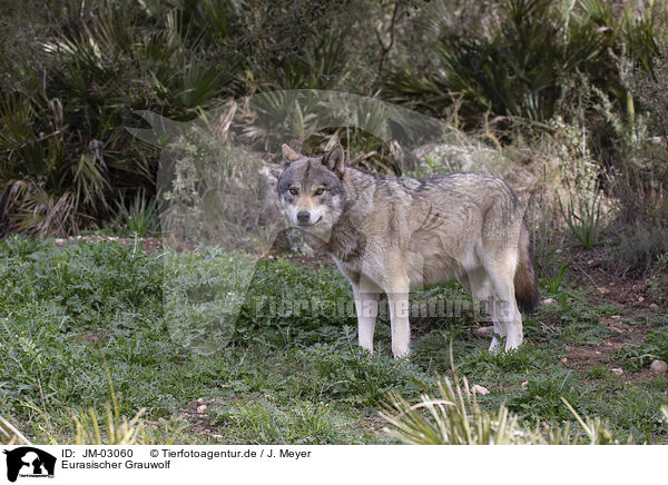 Eurasischer Grauwolf / JM-03060