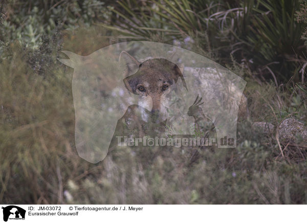 Eurasischer Grauwolf / eurasian greywolf / JM-03072
