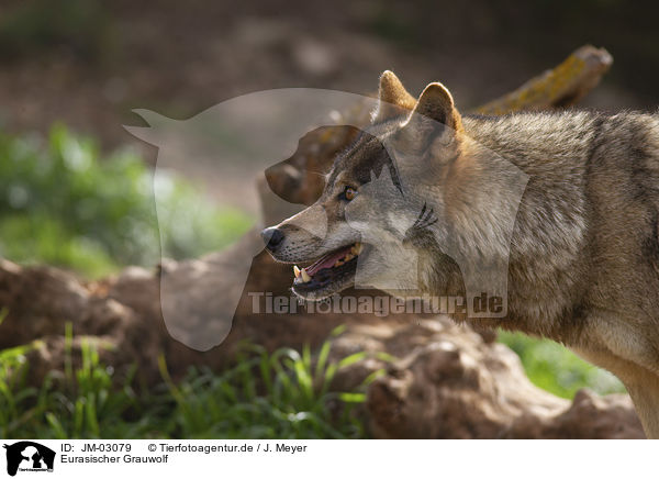 Eurasischer Grauwolf / JM-03079