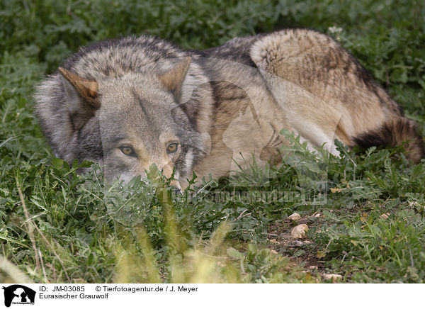 Eurasischer Grauwolf / JM-03085