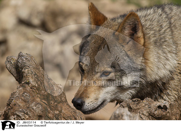 Eurasischer Grauwolf / JM-03114