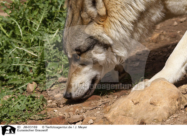 Eurasischer Grauwolf / JM-03169
