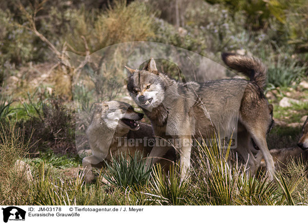 Eurasische Grauwlfe / eurasian greywolves / JM-03178