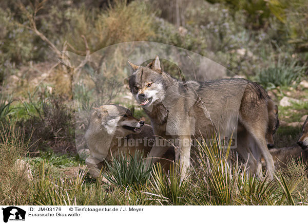 Eurasische Grauwlfe / eurasian greywolves / JM-03179