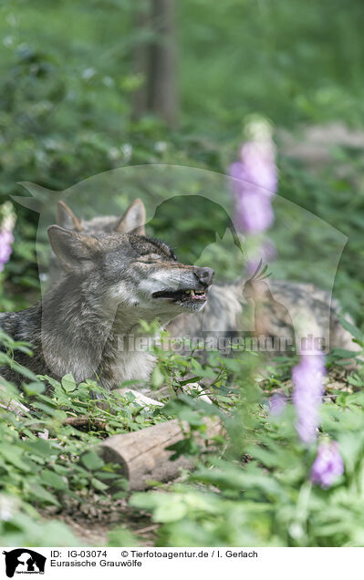 Eurasische Grauwlfe / eurasian greywolves / IG-03074