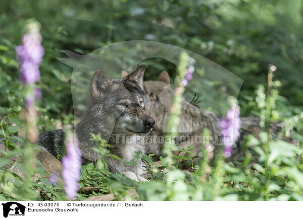 Eurasische Grauwlfe / IG-03075