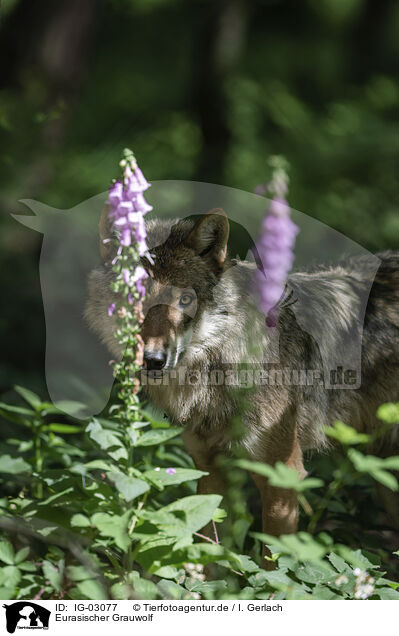 Eurasischer Grauwolf / eurasian greywolf / IG-03077