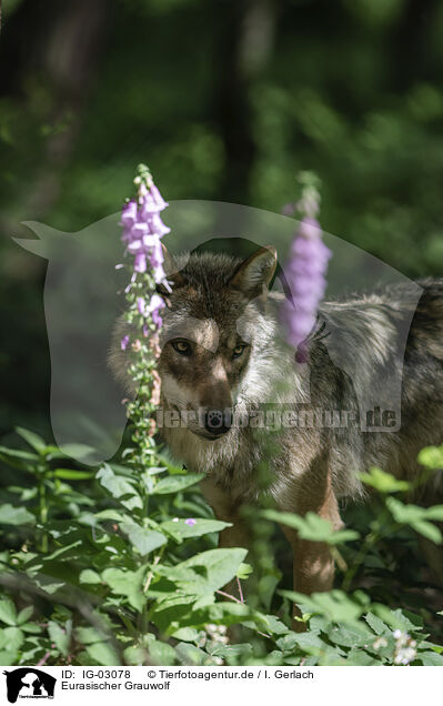 Eurasischer Grauwolf / IG-03078
