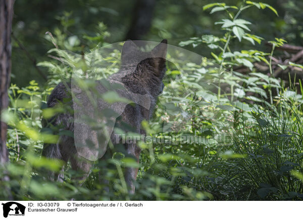 Eurasischer Grauwolf / eurasian greywolf / IG-03079