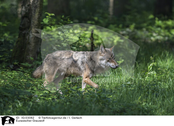 Eurasischer Grauwolf / IG-03082