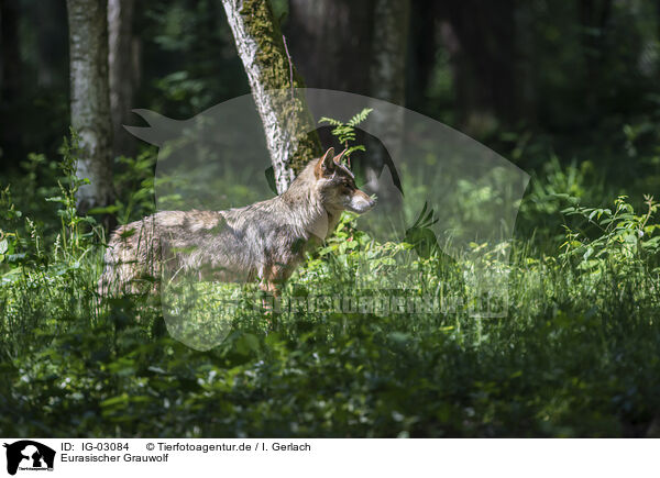 Eurasischer Grauwolf / eurasian greywolf / IG-03084