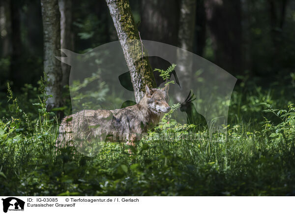 Eurasischer Grauwolf / IG-03085