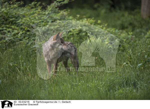 Eurasischer Grauwolf / eurasian greywolf / IG-03216