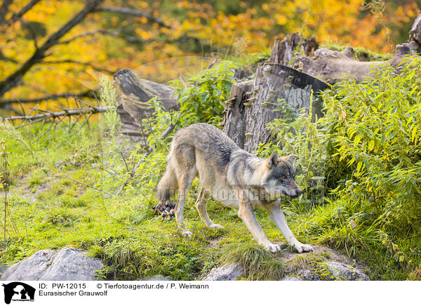 Eurasischer Grauwolf / eurasian greywolf / PW-12015