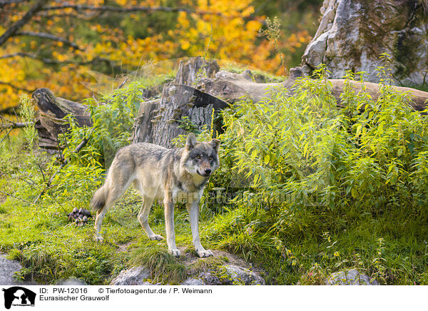 Eurasischer Grauwolf / eurasian greywolf / PW-12016