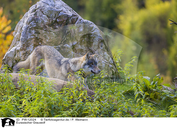 Eurasischer Grauwolf / eurasian greywolf / PW-12024