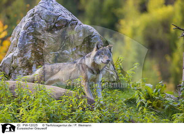Eurasischer Grauwolf / eurasian greywolf / PW-12025