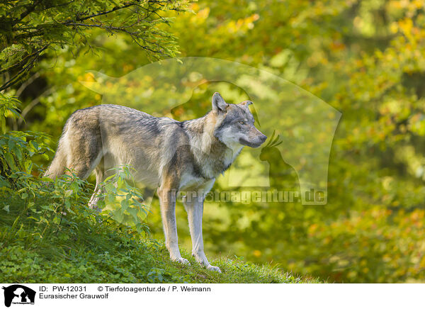 Eurasischer Grauwolf / PW-12031