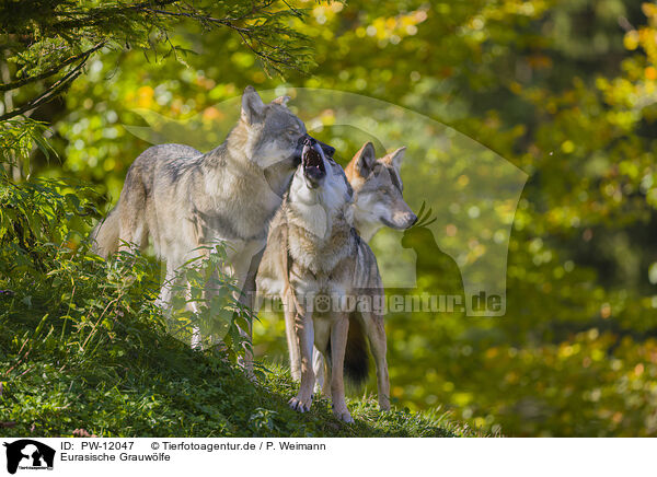Eurasische Grauwlfe / PW-12047