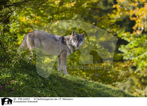 Eurasischer Grauwolf / PW-12051