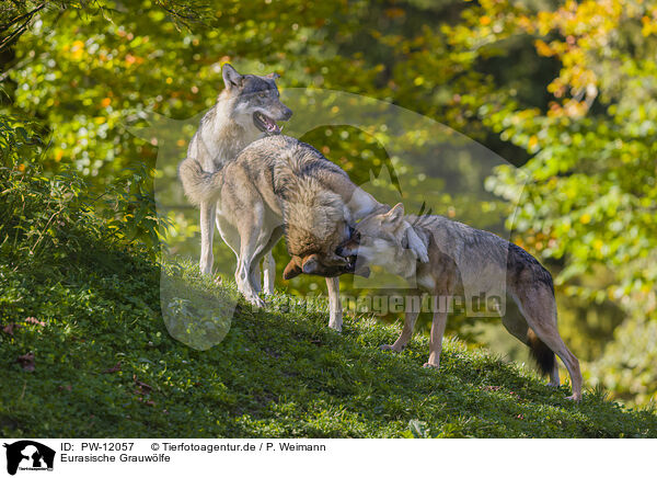 Eurasische Grauwlfe / eurasian greywolves / PW-12057