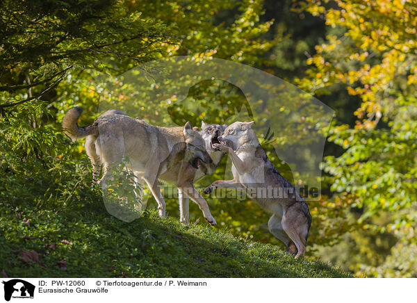 Eurasische Grauwlfe / eurasian greywolves / PW-12060