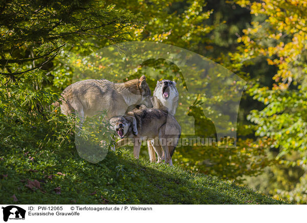 Eurasische Grauwlfe / eurasian greywolves / PW-12065