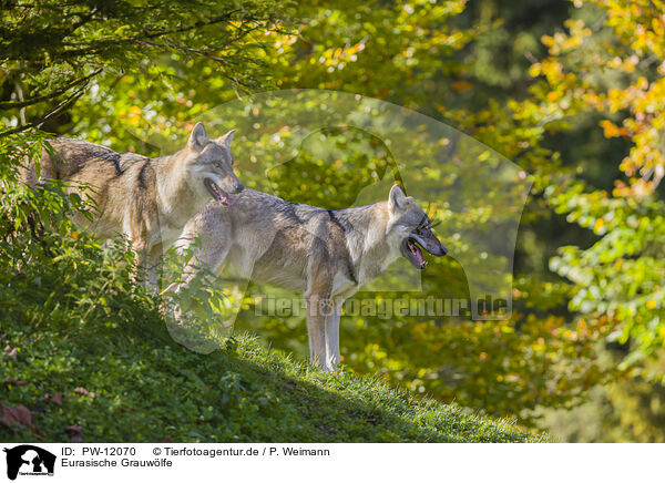 Eurasische Grauwlfe / PW-12070