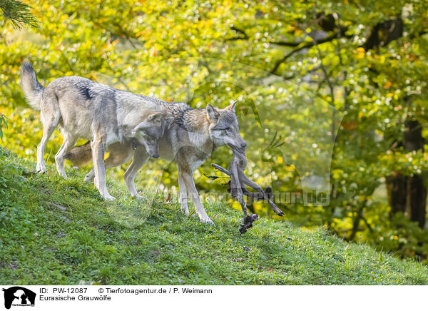 Eurasische Grauwlfe / PW-12087