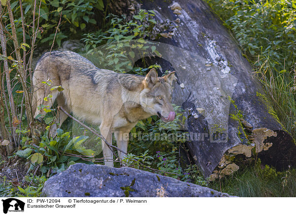 Eurasischer Grauwolf / PW-12094
