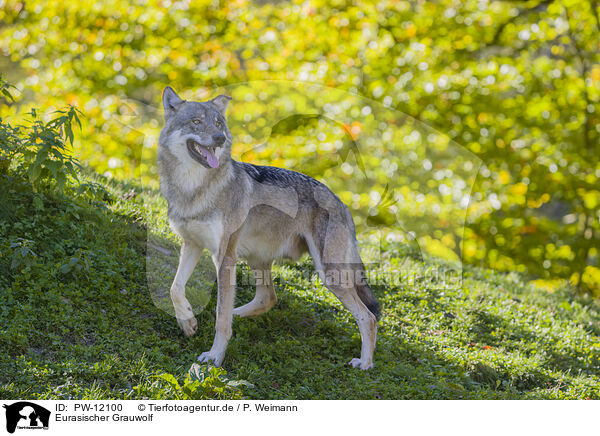 Eurasischer Grauwolf / PW-12100