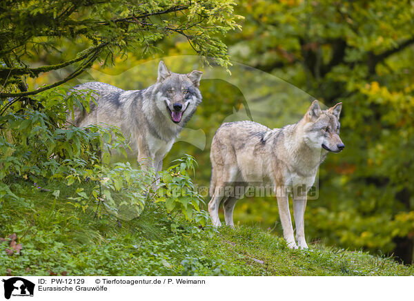 Eurasische Grauwlfe / PW-12129